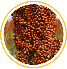 Sorghum